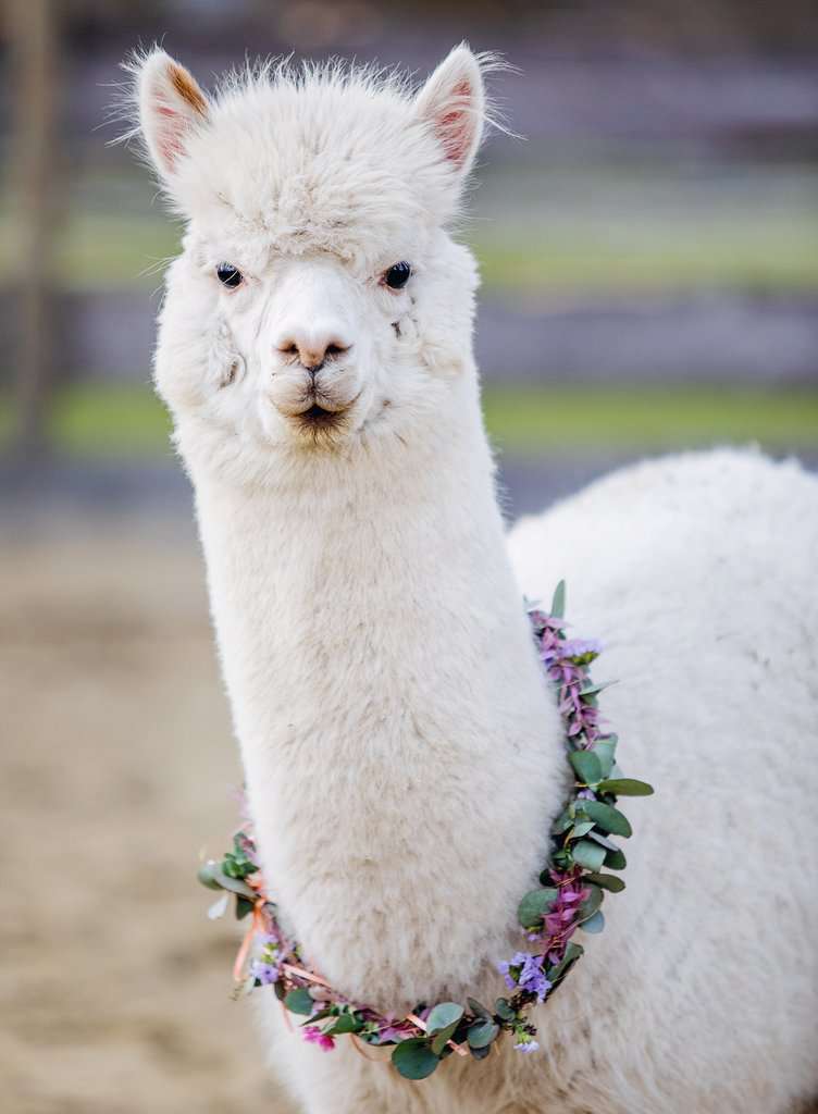 Puzzle Moments: Alpaca